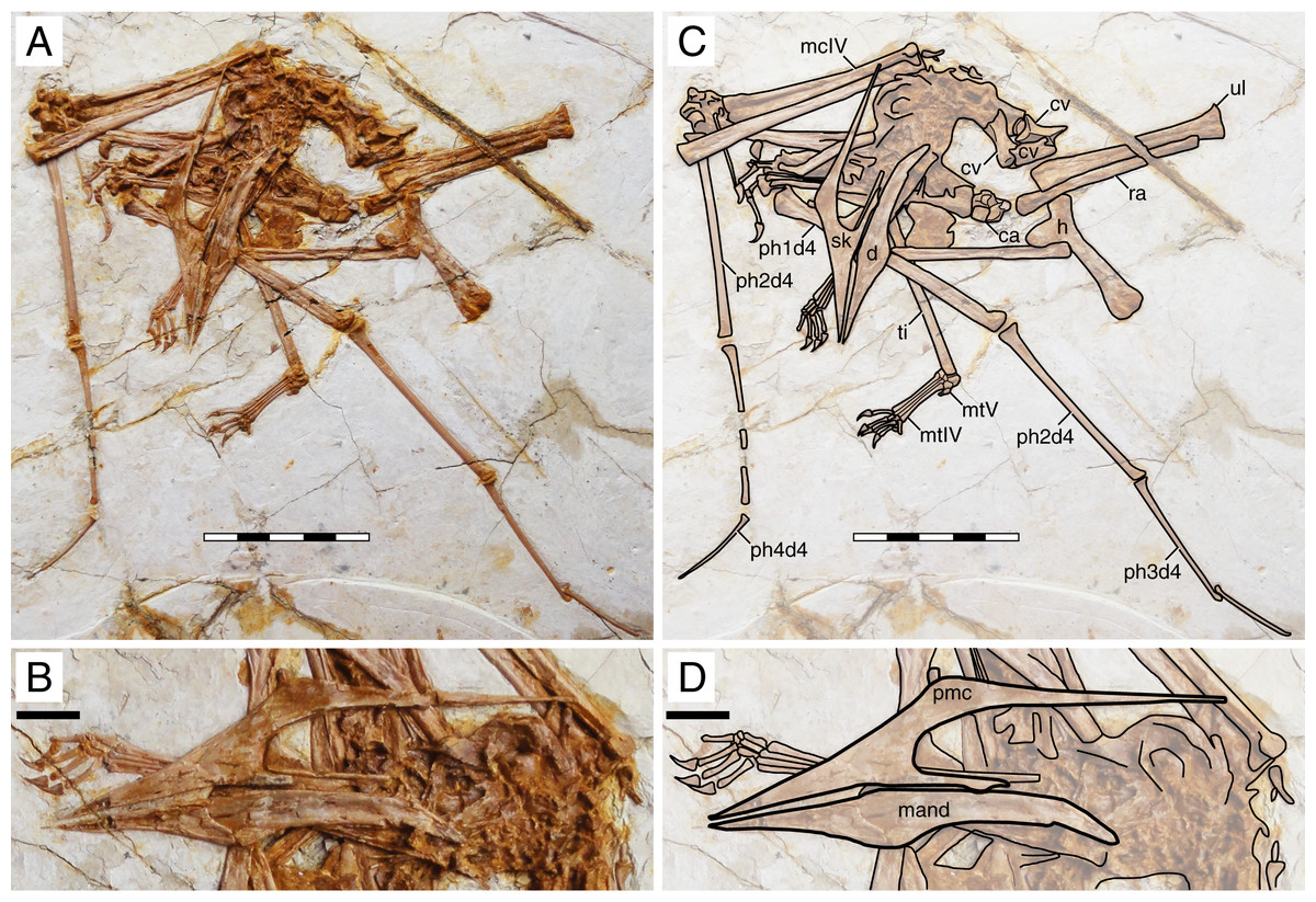 A Basal Tapejarine (Pterosauria; Pterodactyloidea; Tapejaridae) from the  Crato Formation, Early Cretaceous of Brazil