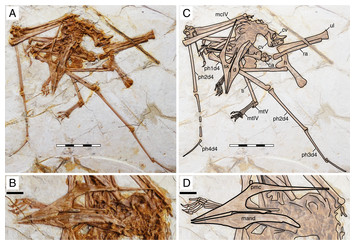 Morphology and Taxonomy of Quetzalcoatlus Lawson 1975 (Pterodactyloidea:  Azhdarchoidea)