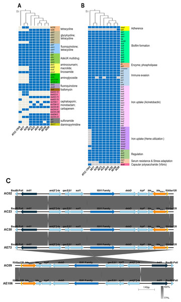 Detections of antibiotic resistance, virulence genes, and genetic contexts of A. baumannii harboring blaNDM-5 among eight representative A. baumannii strains and ATCC 17978.