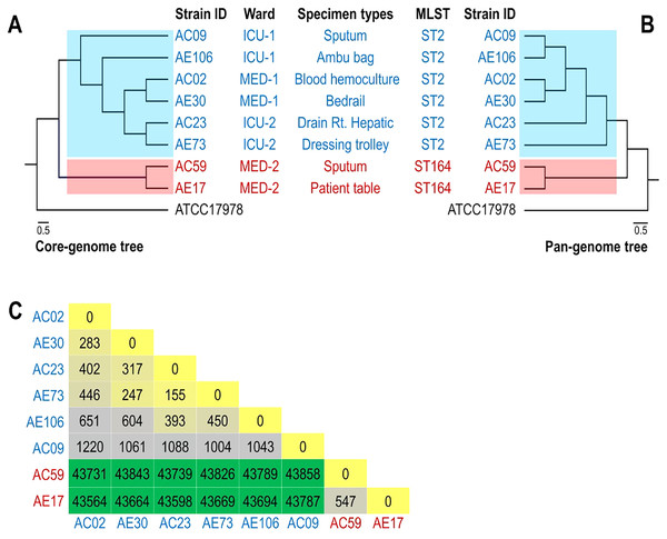 Phylogenomic relationship among selected representative isolates of Acinetobacter baumannii obtained from different wards.