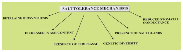 Salt tolerance mechanisms in quinoa plants.