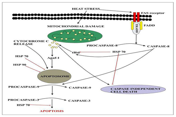 Extracellular signals of heat stress converge to regulate the mitochondrial damage and caspase activation that will eventually results in apoptosis.