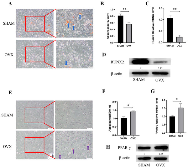 Analysis of osteogenic and adipogenic differentiation characteristics of MBMSCs in OVX group and SHAM group.
