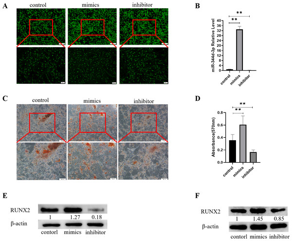 Analysis of the osteogenic induction of miR-344d-3p to MC3T3-E1 and MBMSCs.