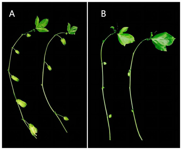 Differences of flower bud growth between secondary and tertiary vines of passion fruit in different environments in the same period.