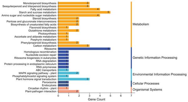 KEGG enrichment analysis of annotated DEGs.