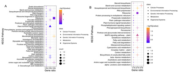 KEGG pathway enrichment analysis.