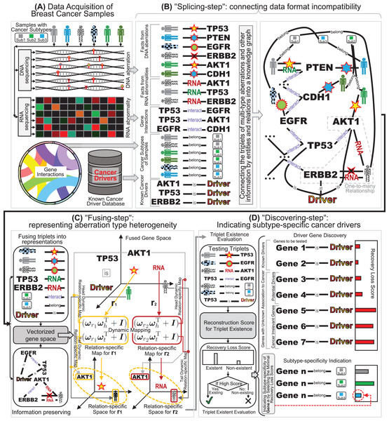 The schematic diagram of our “splicing-and-fusing” framework for subtype-specific cancer driver discovery. (A) Data acquisitions of DNA and RNA aberrations data from breast cancer samples, gene interactions, and known benchmarking drivers. (B) The “splicing-step” connecting data format incompatibility via constructing the knowledge graph. (C) The “fusing-step” representing aberration type heterogeneity via dynamic mapping relation-specific gene space. (D) The “discovering-step” indicating subtype-specific cancer drivers via recovery loss scores.