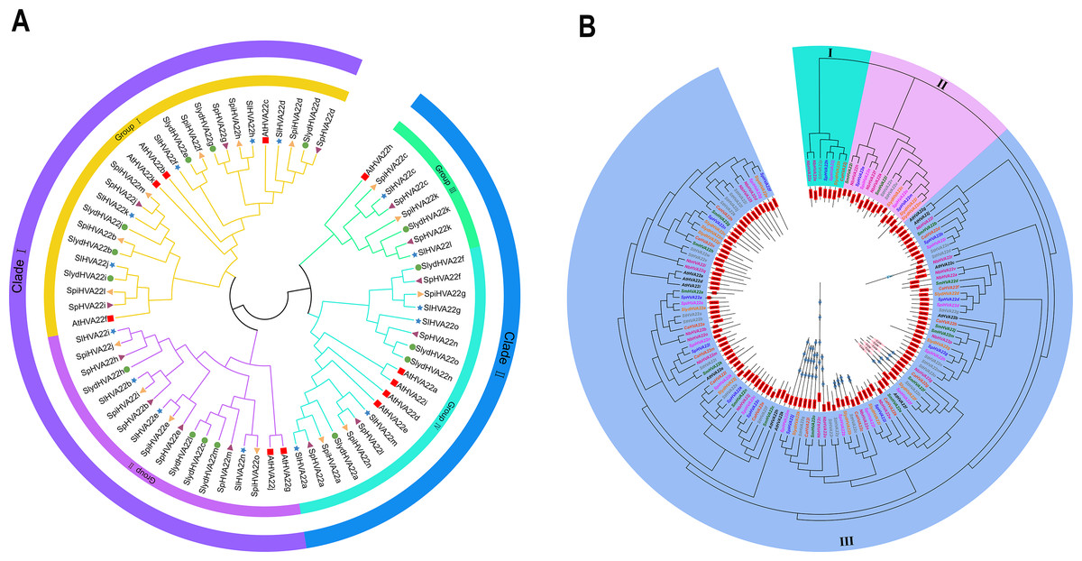 Genome-wide identification and analysis of the evolution and expression ...