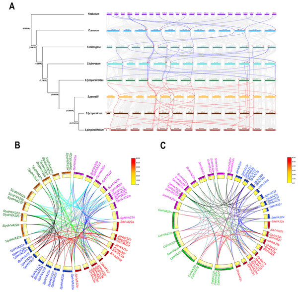 Genome-wide Identification And Analysis Of The Evolution And Expression ...