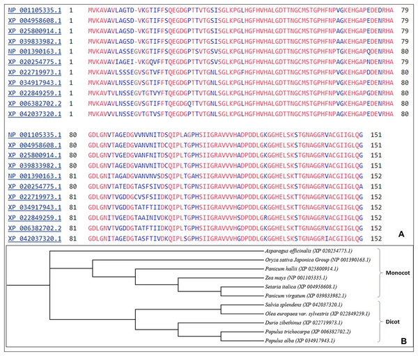 (A) Multiple sequences alignment using Clustal W from different plant species for SOD2 sequences.