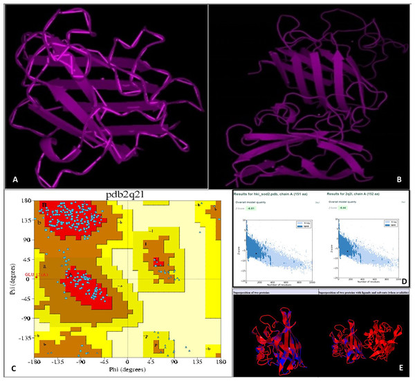 (A) Target structure of SOD2 from HKI 335 by Swiss model, (B) template SOD pdb structure (2Q2L), (C) Ramachandran plot for phi and psi bond length for model validation for SOD2 (from drought tolerent HKI 335 maize inbred) designed by PDBsum program. All r.