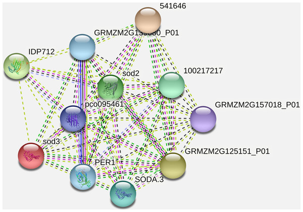 Protein-protein interaction network of SOD2 with other proteins.