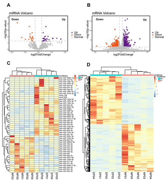 Identification of DE-miRNAs and DE-mRNAs in villus tissue from EP and NP.