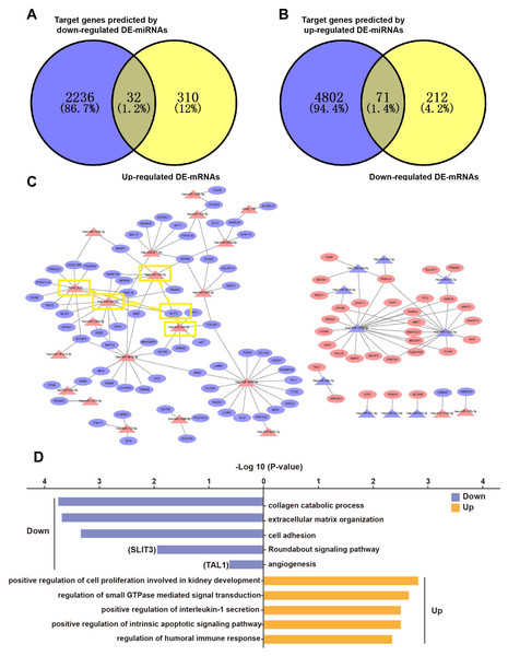 Overlapping genes between DE-mRNAs and target genes predicted by DE-miRNAs and miRNA-mRNA regulatory network.
