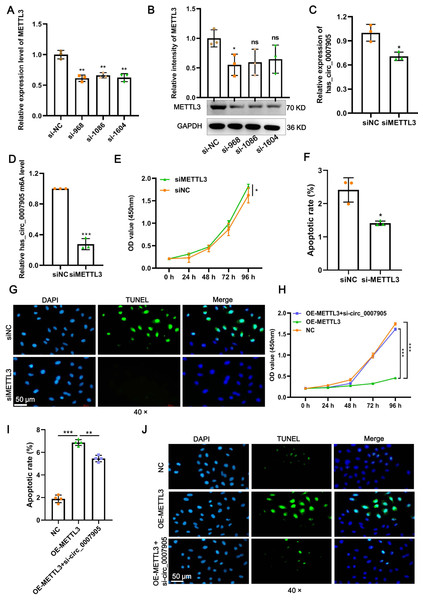 METTL3 inhibits proliferation and promotes apoptosis via has_circ_0007905 in lens epithelial cells.