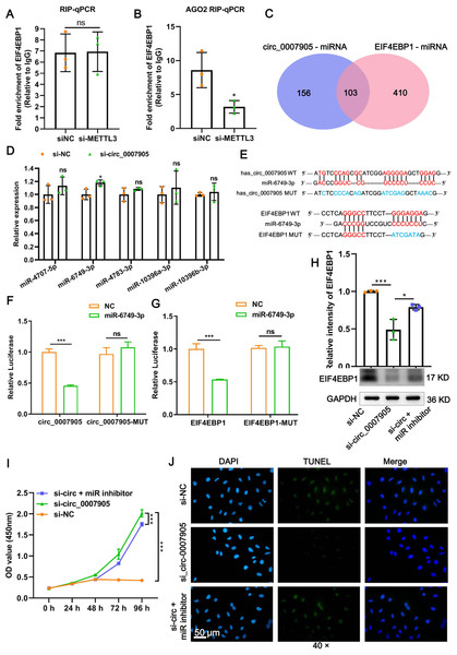 Has_circ_0007905 inhibits proliferation and promotes apoptosis via miR-6749-3p/EIF4EBP1 in lens epithelial cells.