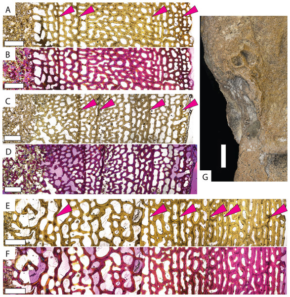 Micro- and macrostructures observed in Protostega gigas long bones.