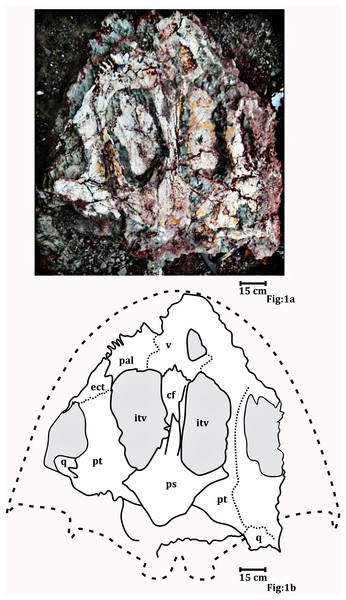 Palatal surface of the skull photograph (RH01/Pal/CHQ/Tiki/15) (Kumar & Sharma, 2019).