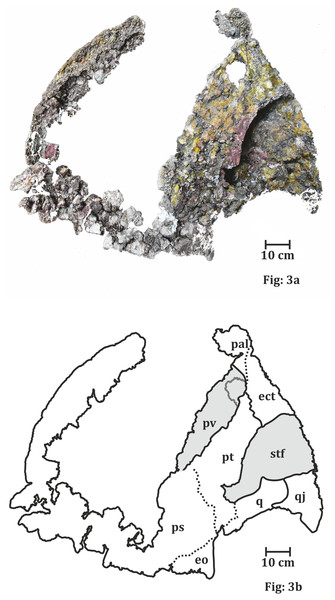 Palatal surface of the skull of ISI A 202 Compsocerops tikiensis sp. nov.
