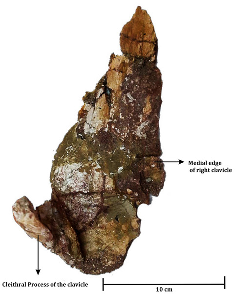Dorsal view of poorly preserved left clavicle of ISI A 202 Compsocerops tikiensis sp. nov.