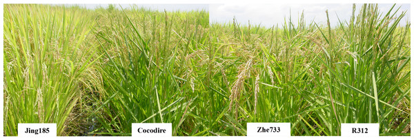 Straighthead phenotype of parents, Cocodire (susceptible)/Jing185 (resistant) and Zhe733 (resistant)/R312 (susceptible).