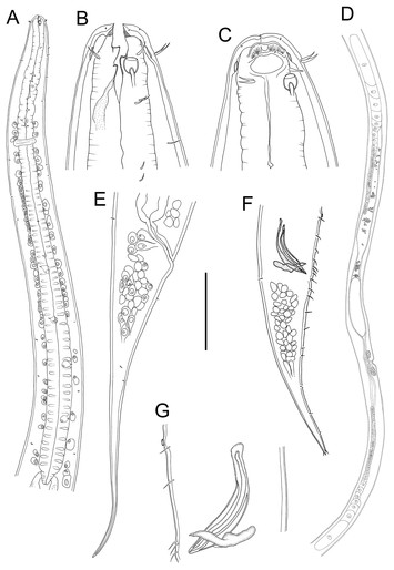 Six new species of free-living nematodes (Nematoda: Enoplida) from deep ...