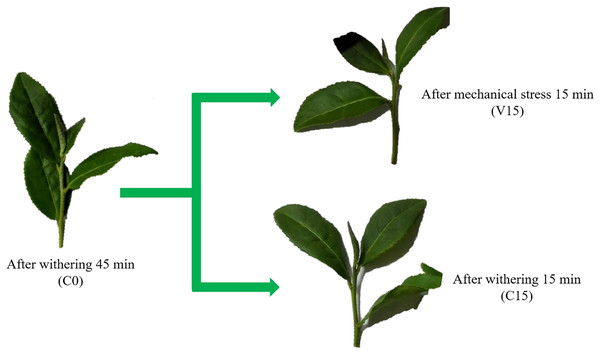 Changes in the appearance of Tieguanyin tea leaves in V and C groups across the different manufacturing processes.