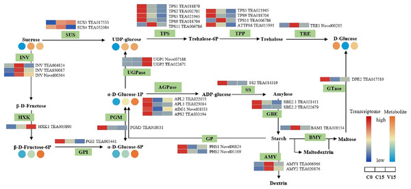 The metabolites and gene expression levels of sucrose and starch metabolites in leaves under different conditions.