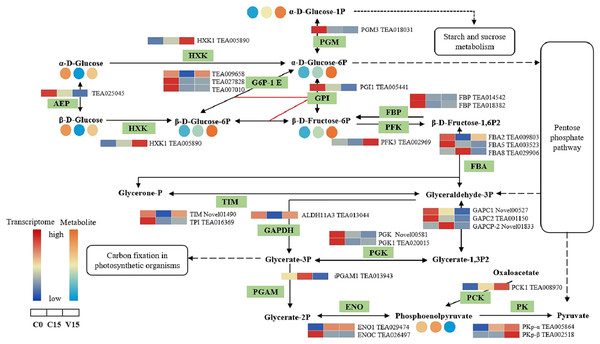 The metabolites and gene expression levels mapped to glycolysis metabolism in leaves changed under different conditions.