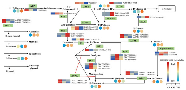 The metabolites and gene expression levels mapped to galactose metabolism in leaves changed under different conditions.