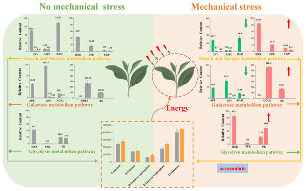 Summary of the effects of mechanical stress on the sugar metabolism pathways in Oolong tea (Camellia sinensis).