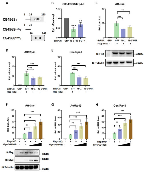 Deubiquitinating enzyme (Dub) CG4968 positively regulates IMD immune pathway activity in Drosophila S2 cells.