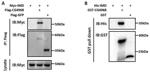 Interaction between CG4968 and Imd proteins.