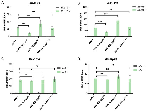 CG4968-dependent OTU domain positively regulates the IMD immune pathway in flies.