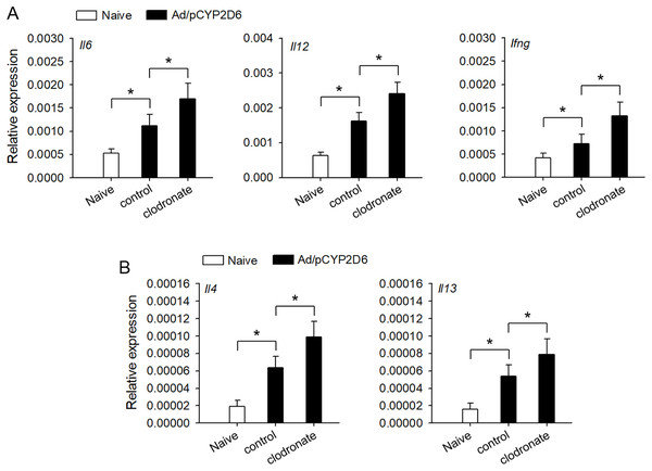 The effect of liver resident macrophages on the intensity of immune response in AIH.