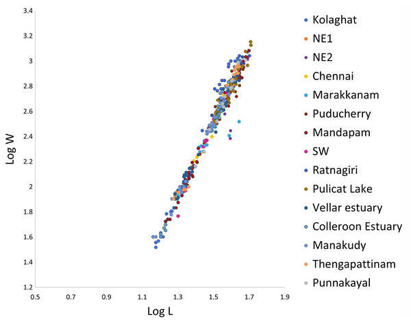 Linear regression of log weight on log length of Mugil cephalus.