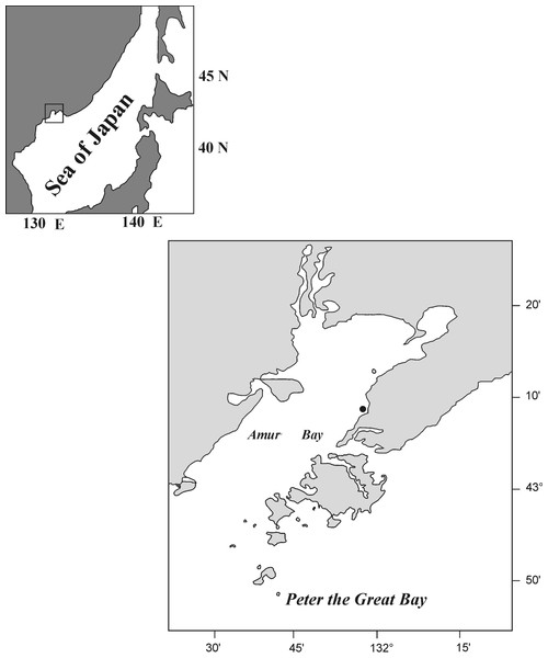 Maps of the scallop Mizuhopecten yessoensis sampling.