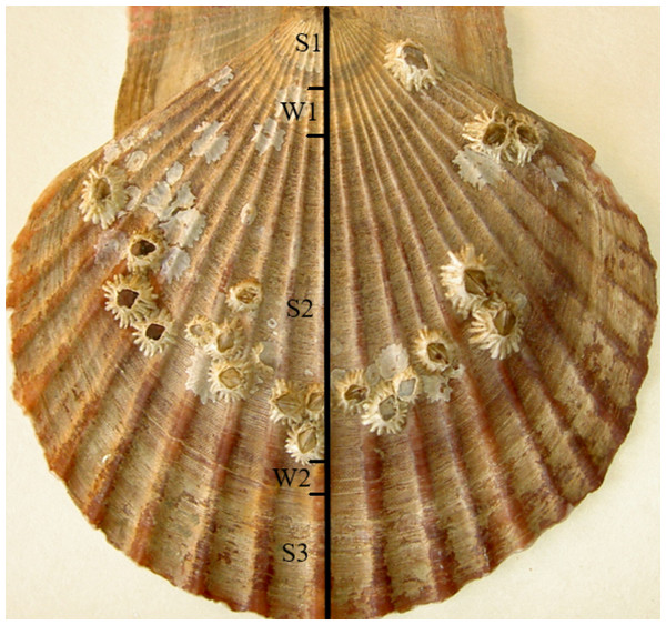 The outer surface of the upper (right) valve of two-year scallop Mizuhopecten yessoensis, C and W indicate the shell sections formed in the cold and warm seasons, respectively.