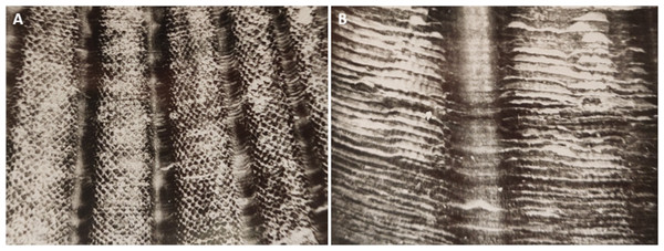 The microsculpture of the upper valve of the scallop Mizuhopecten yessoensis under binocular microscope.