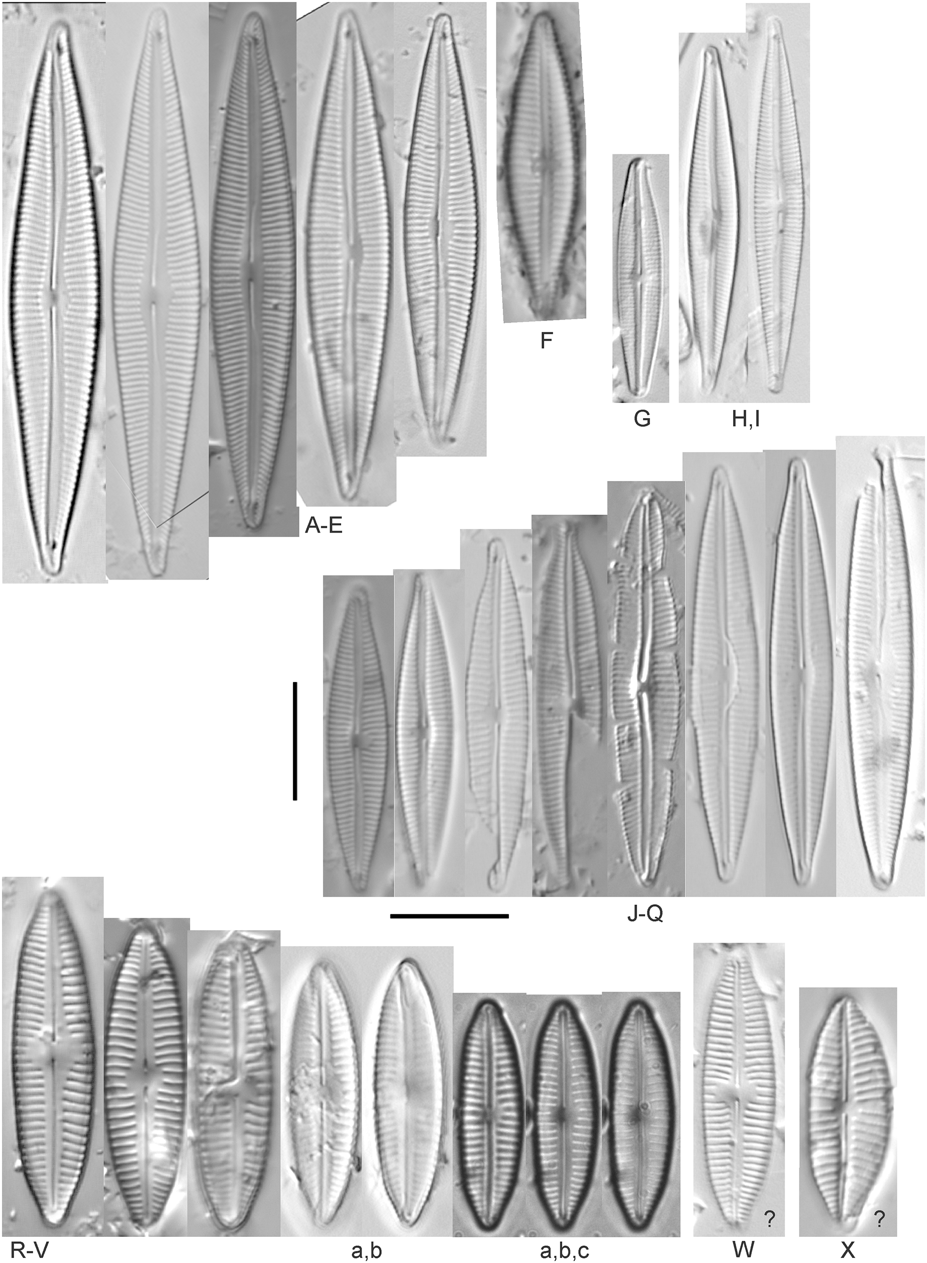 Asymmetric, biraphid diatoms from the Laurentian Great Lakes [PeerJ]