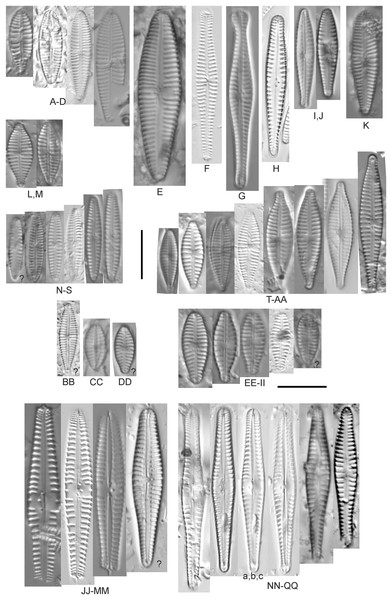 Light Regular S1 - Guides - Fishing for Small Rostrates and