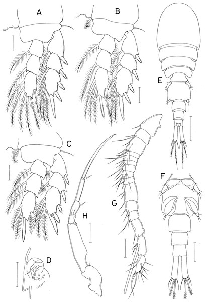 Scottocheres nesobius n. sp., female.