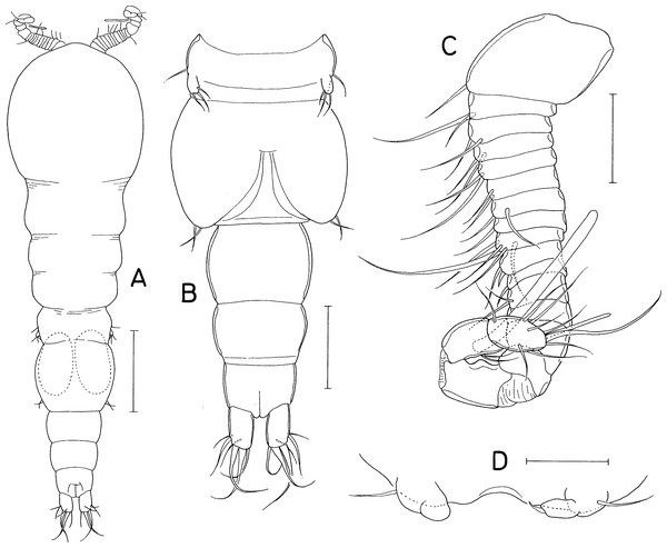 Amalomyzon elongatum n. gen. n. sp., male.