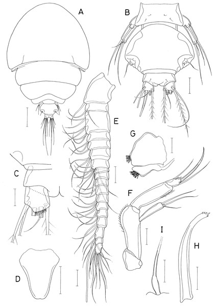 Dokdocheres rotundus n. gen. n. sp., female.