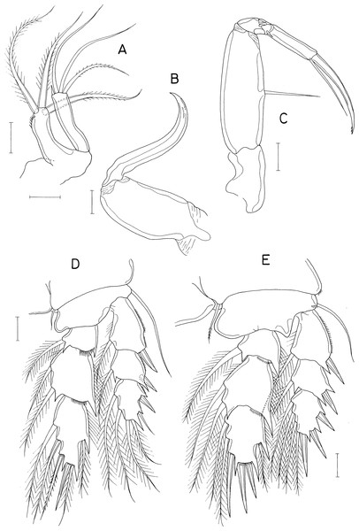 Dokdocheres rotundus n. gen. n. sp., female.