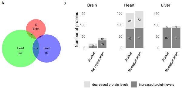 Significantly changed proteins in the brain, heart and liver during anoxia-reoxygenation compared to normoxic control.