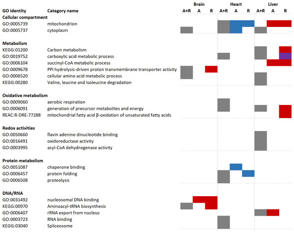 Functional enrichment analyses of regulated brain, heart and liver proteins during anoxia and reoxygenation.