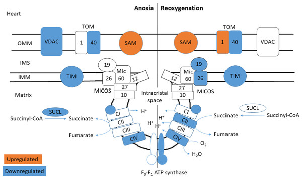 Mitochondrial membrane proteins in the heart during anoxia and reoxygenation.