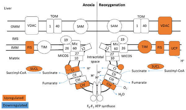 Mitochondrial membrane proteins in the liver during anoxia and reoxygenation.